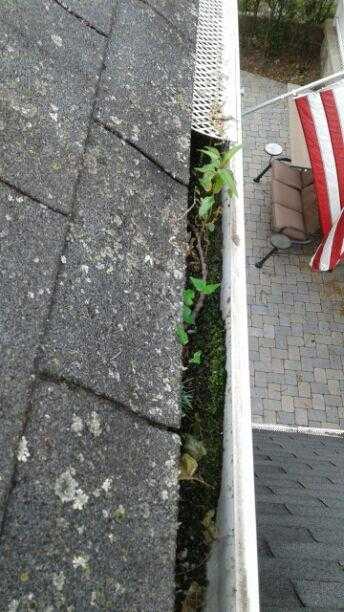 Plants in gutters