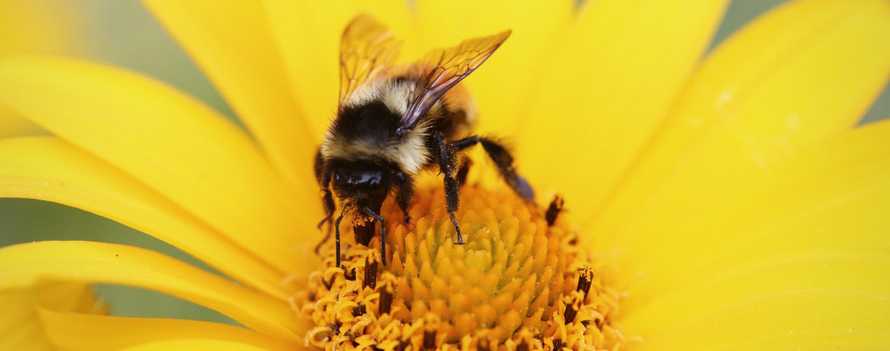 Are Bees, Wasps And Hornets Infesting Your Home’s Gutters?