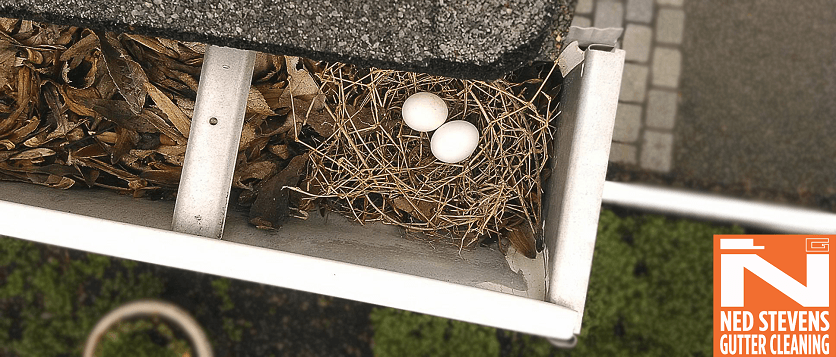 birds nest in homes gutters