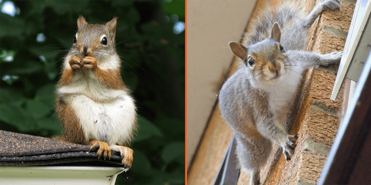 cute squirrels in homes gutters