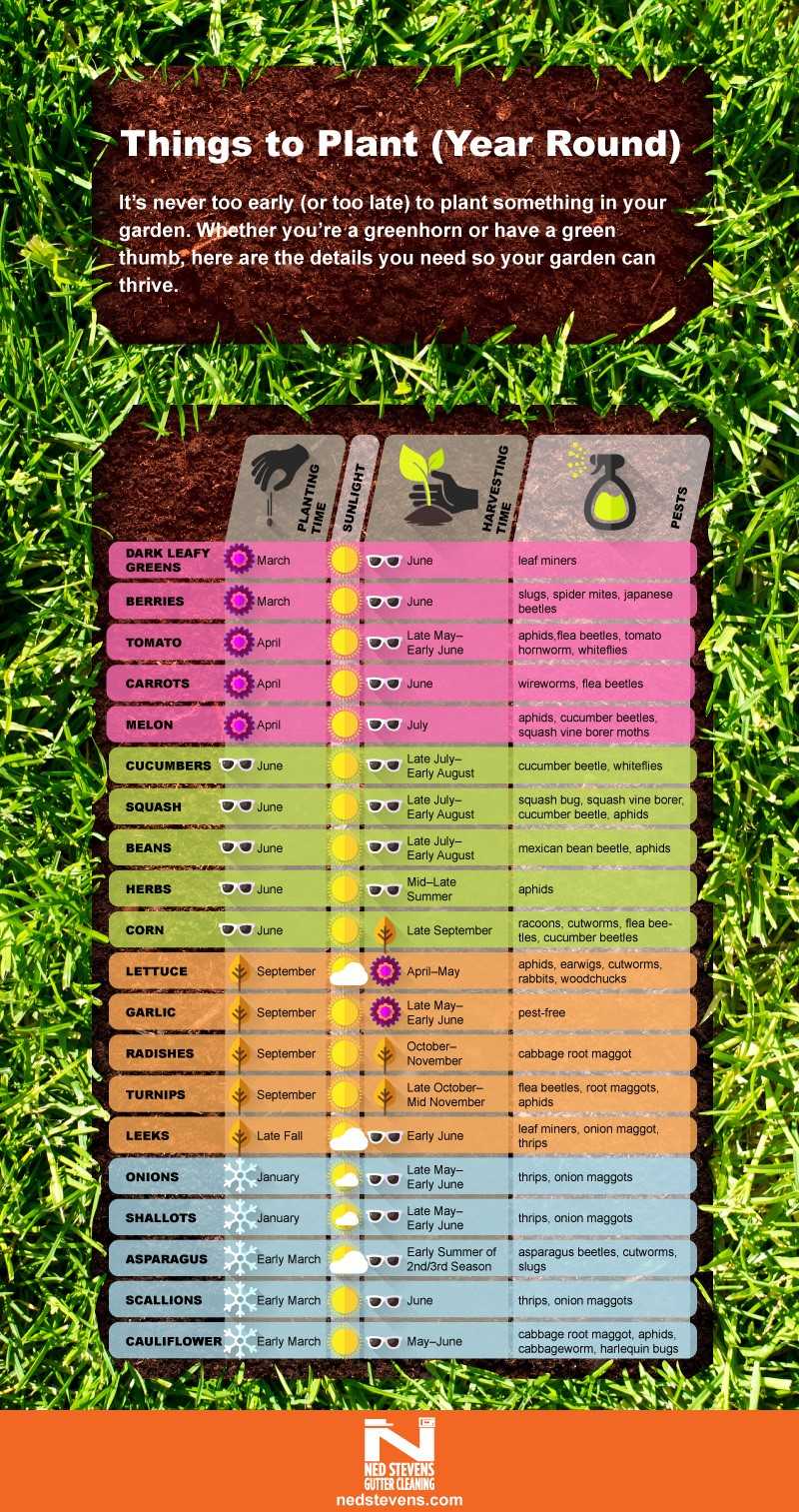 infographic-plant