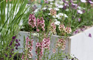 Raised bed garden