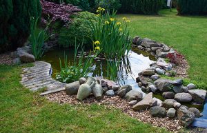Koi ponds can turn a backyard into a sanctuary