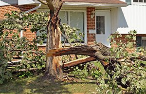 Pruning trees before the cold season prevents them being as great a liability to your home