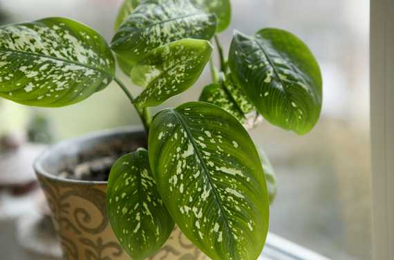 A potted dieffenbachia on a rainy day