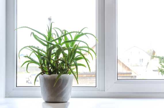 Aloe Vera plant soaking up sunlight by the window