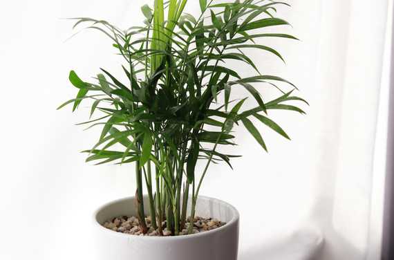 A potted areca palm in front of window 