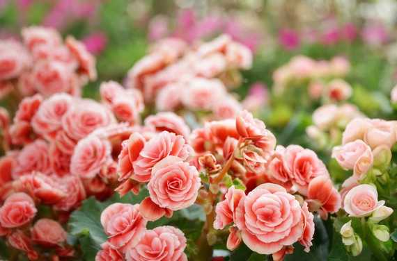 Begonias in a field 