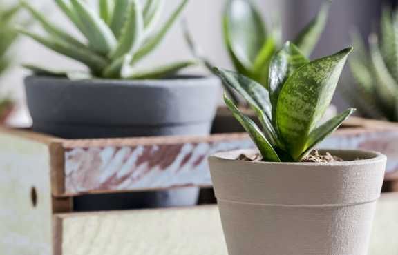 Small Snake plant in front of other plants