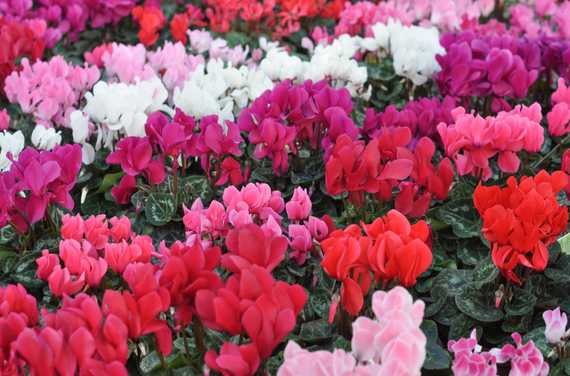 A field of finicky cyclamen flowers