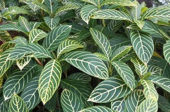 Closeup of Zebra plant leaves