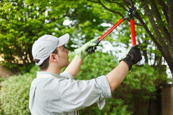 Man trimming tree with tree trimmers. 