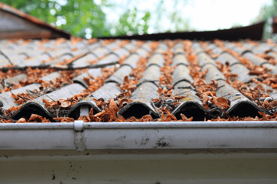 Dirty gutter clogged with leaves and other debris. 