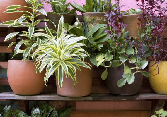 Different species of potted plants in a row.