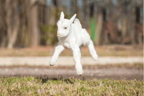 dancing gutter goat