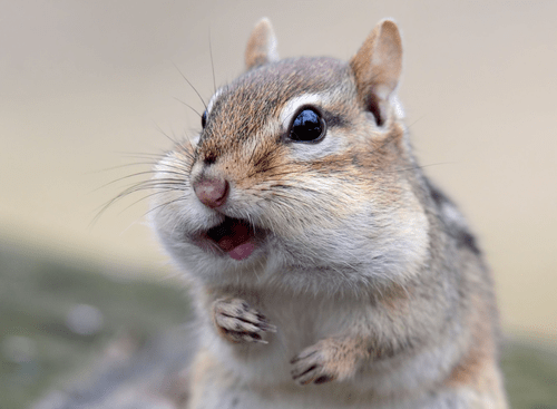 gutter chipmonk