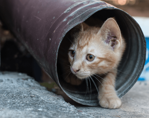 gutter kitty