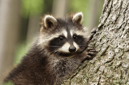 gutter racoon