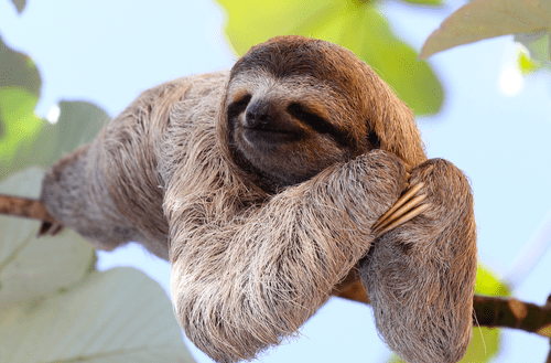 gutter sloth