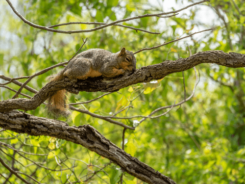 gutter squirrel