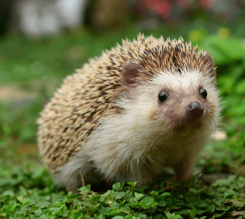 hedgehog gutter