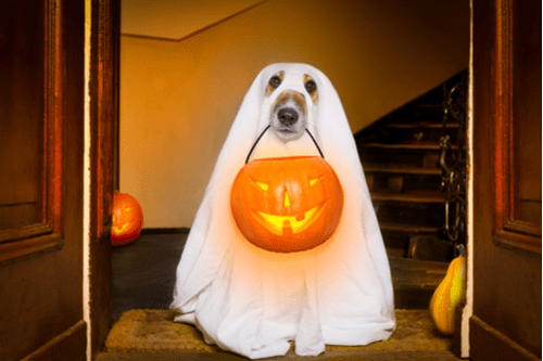 ghost doge
