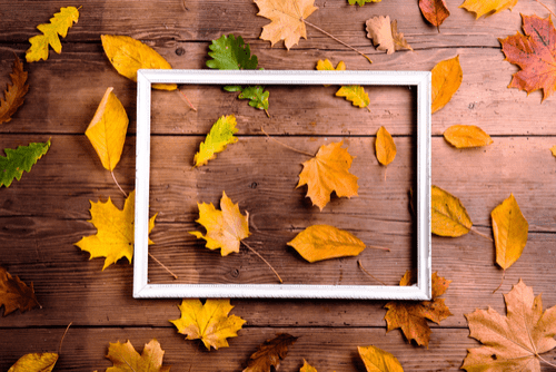 leaves in a frame