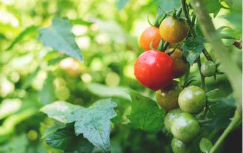 vine ripe tomatoes