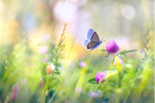 wildflowers