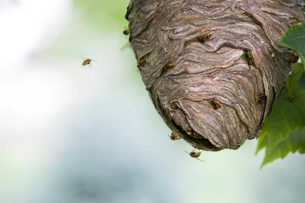 How to Keep Wasp and Hornet Nests Out of Your Gutters