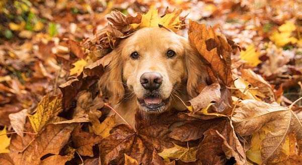 golden retriever portrait view in pile of autumn leaves