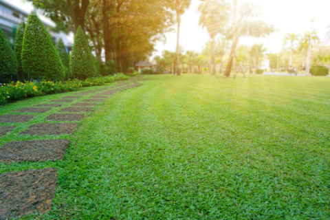 What to Know About Spring Lawn Care | Ned Stevens