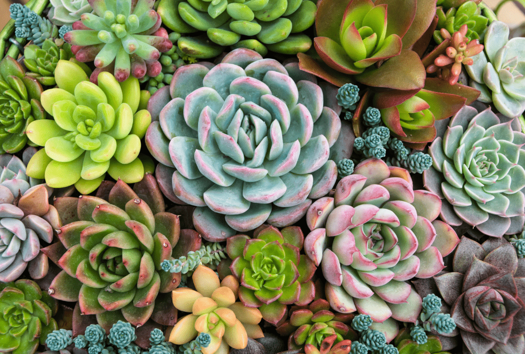 How To Grow Succulents That Survive