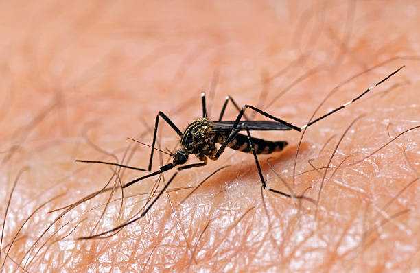 Mosquitoes And West Nile Virus In Maryland