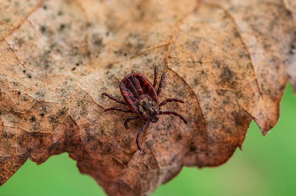 Powassan Virus