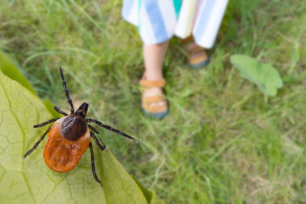 black legged tick