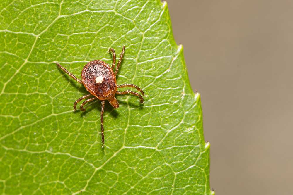 tick on leaf