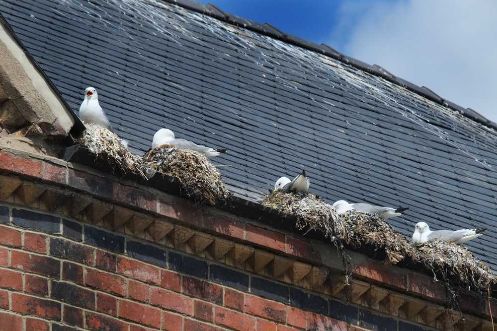 How to Stop Birds from Nesting in Your Gutters