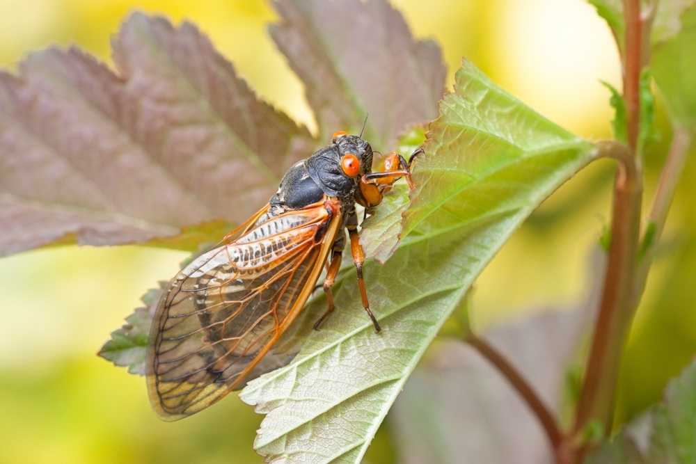 6 Ways to Keep Cicadas Away from Your Gutters and House