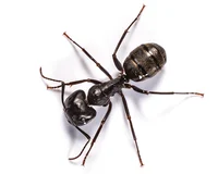 08 Carpenter Ant