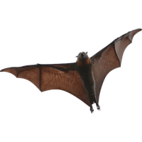 Bat.png