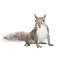 gray squirrel on white.webp