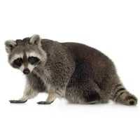 Raccoon