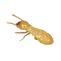 Subteranean Termite