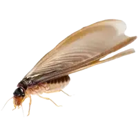 termite swarmer.png.webp