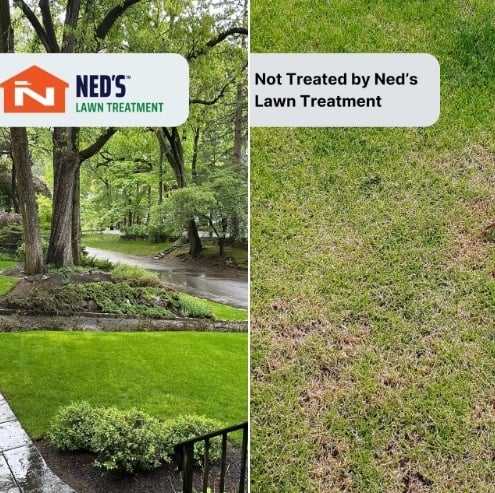 Lawn Disease Control Neds Home