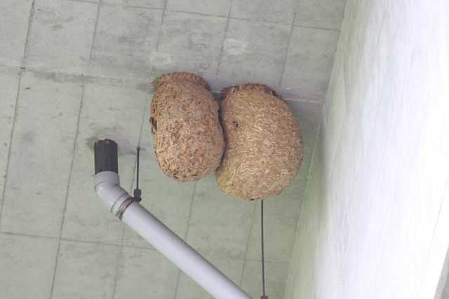a wasp nest under a gutter