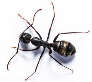 Ants on the Move Across Mid-Atlantic States: Why Rain Sends Pests Indoors