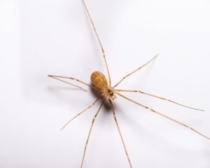Spiders on the Move Across Mid-Atlantic States: Why Rain Sends Pests Indoors