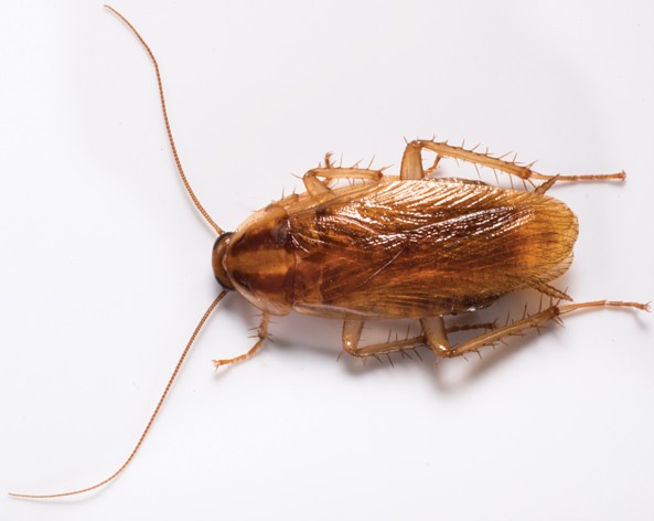Cockroaches on the Move Across Mid-atlantic States: Why Rain Sends Pests Indoors